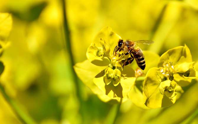 普通工蜂和偵查蜂怎么區分？