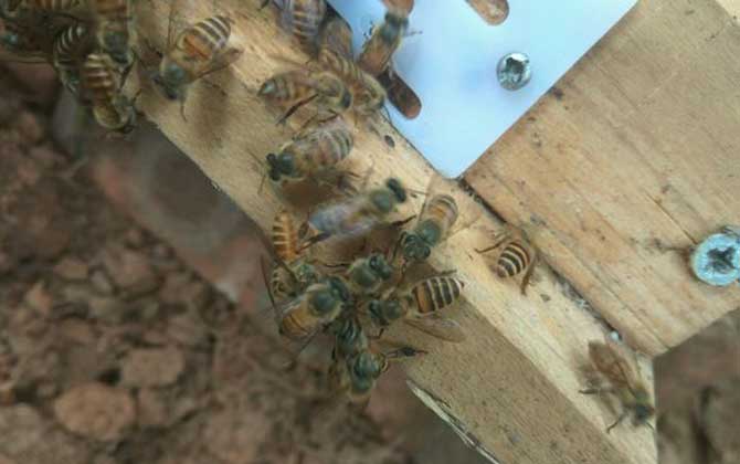 分蜂是老王走還是新王走？