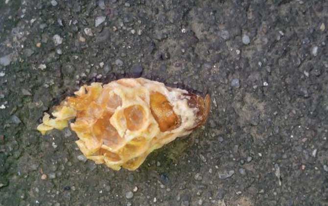 王臺封蓋后幾天會自然分蜂？