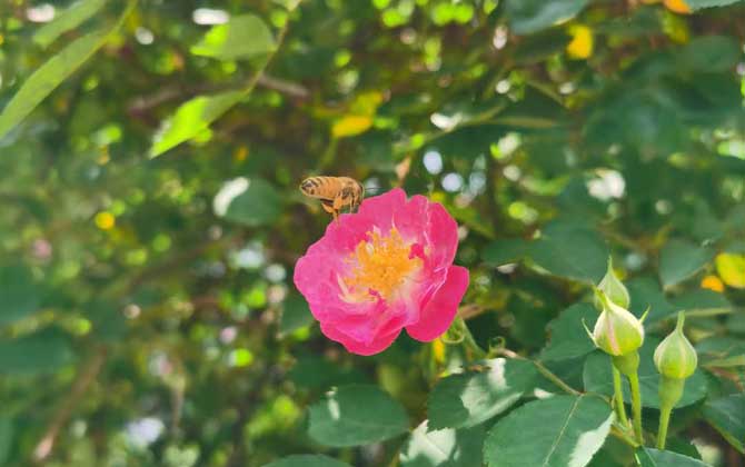 打死一只蜜蜂會報復(fù)嗎？