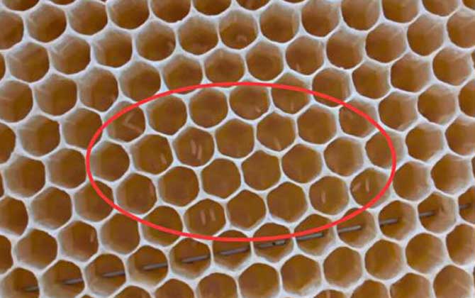 工蜂產(chǎn)卵后能活多久？