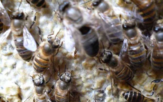 中蜂雙王群高效養(yǎng)殖技術(shù)