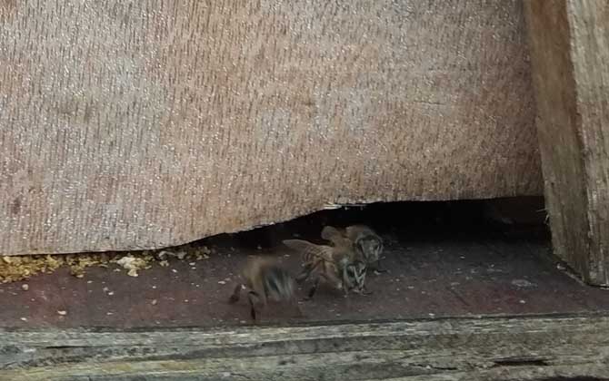 中蜂怎么快速繁殖？