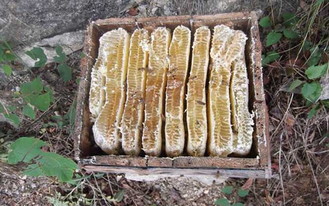 土養(yǎng)中蜂幾月份割蜜？