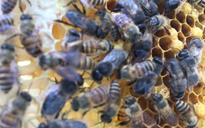 蜂群在什么時(shí)候會(huì)圍王？