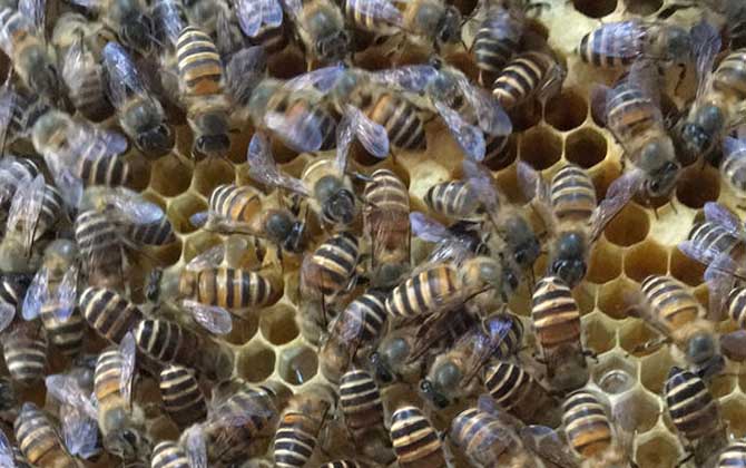 工蜂產卵可以育王嗎？