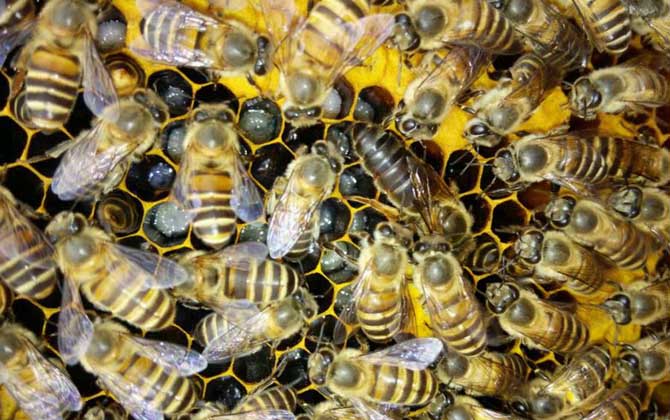 弱群怎么春繁成強群？