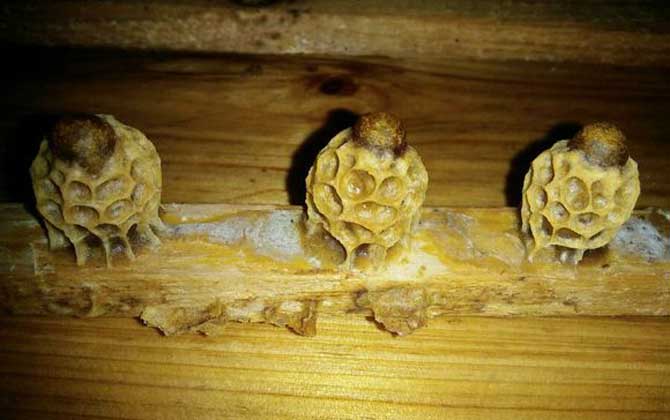 養(yǎng)蜂育王技術(shù)及注意事項(xiàng)