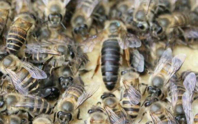 不到半脾蜂能發(fā)展起來(lái)嗎？