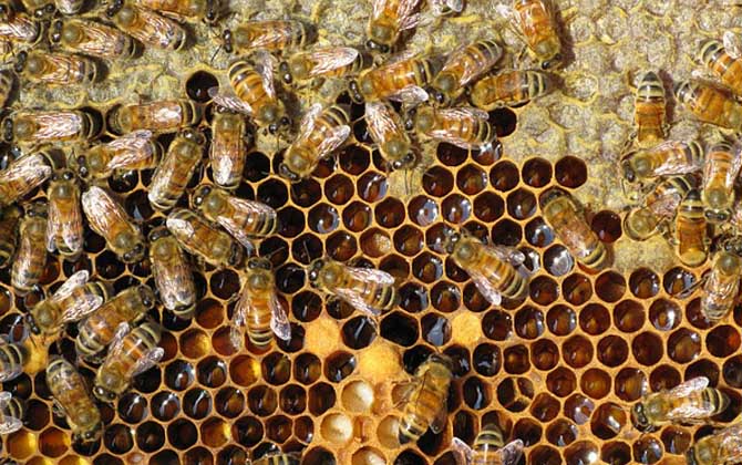 雙王群會不會導(dǎo)致分蜂？