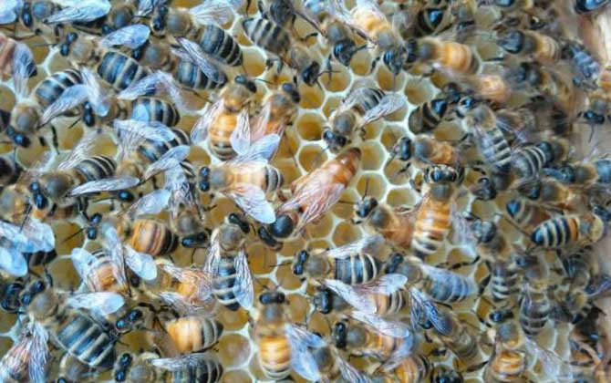 介王最佳時間是什么時候？