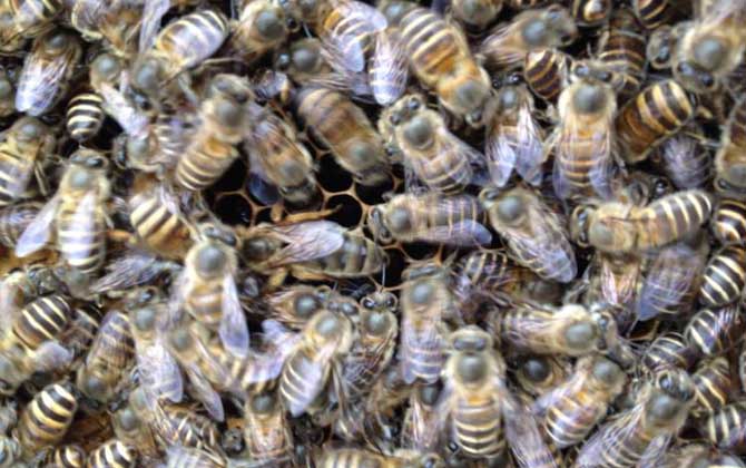 介王多久不圍王算成功？