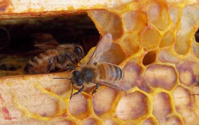 巢蟲怎么防治最有效？