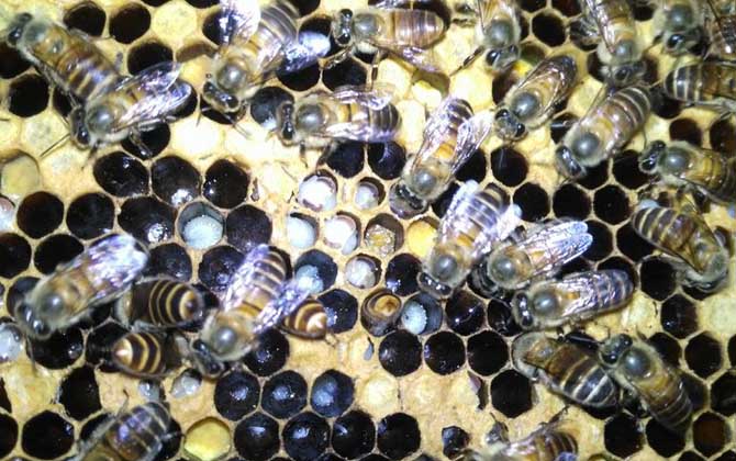 中蜂囊狀幼蟲(chóng)病防治技術(shù)