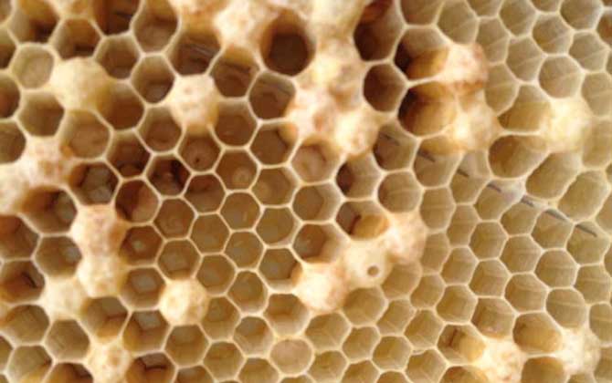 蜜蜂是怎么發育成的？三型蜂的發育大不相同，尤以蜂王最為特殊！