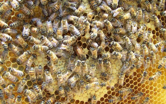 養中蜂好還是養意蜂好？搞清楚這幾個區別，結果基本上一目了然！