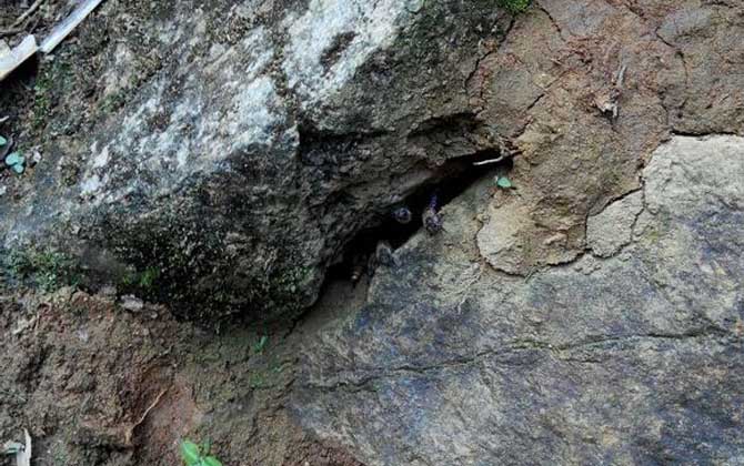 怎么收捕洞中的野生蜜蜂？試試這個方法，輕松就將它們收捕回家！