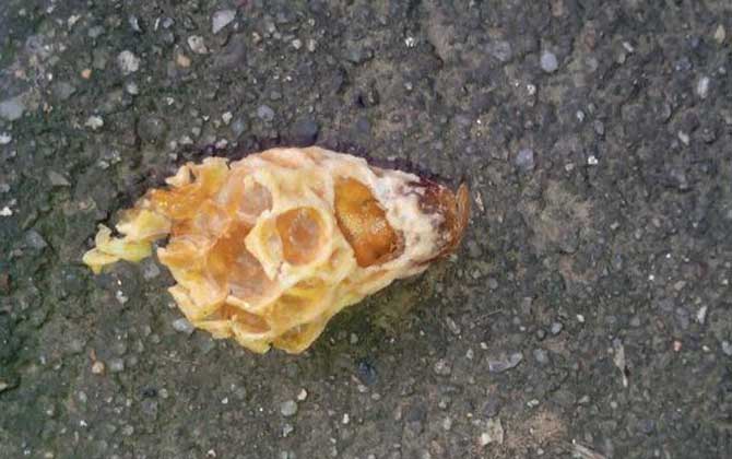 蜂群起“分蜂熱”怎么辦，試試這幾個辦法，快速解除“分蜂熱”！