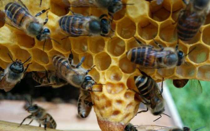 “分蜂熱”的原因，無非這幾個，清楚后才能徹底解除“分蜂熱”！