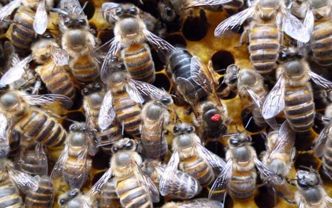 蜂王不產(chǎn)卵是什么原因？真相無非這幾個(gè)，搞清楚才能“對(duì)癥下藥”！
