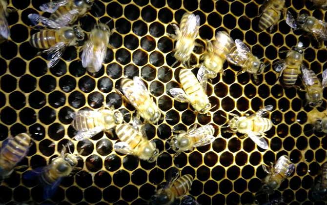 蛋群是怎樣煉成的？養(yǎng)蜂不注意這些問題，強群也可能被養(yǎng)成蛋群！