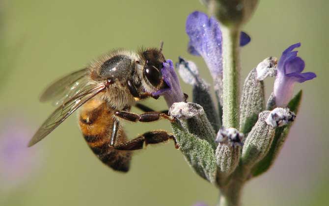 蜂毒療法是真的嗎？雖然有一定的效果，但蜂療也絕非無所不能的！