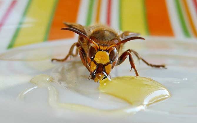 蜂蜜美容的最佳方法，掌握這些常識和竅門，美容效果將事半功倍！