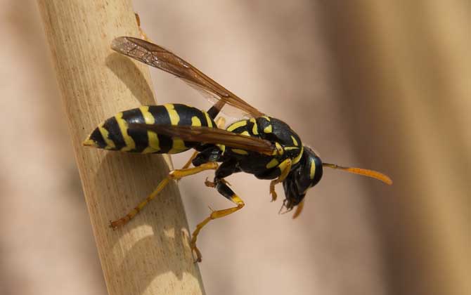 被一只馬蜂蟄了有事嗎？小型馬蜂問題不大，大型馬蜂仍然很危險！