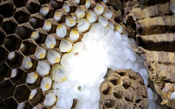 吃蜂蛹的禁忌有哪些？除了不能過量食用，還要警惕發(fā)生過敏反應(yīng)！