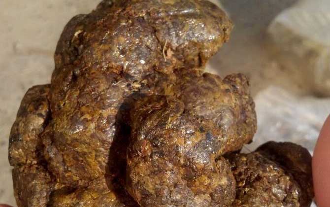 蜂膠是什么東西？蜜蜂采集樹膠加工成的，素有“液體黃金”之稱！