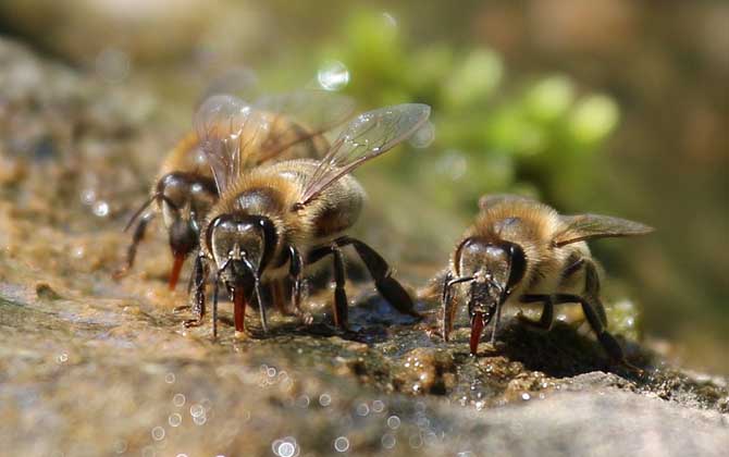 蜜蜂是益蟲還是害蟲？為什么？事實上很多植物授粉都離不開蜜蜂！