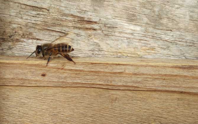 空蜂箱怎么引來蜜蜂？搞清楚這5個關鍵點，野生蜜蜂一群一群的來！