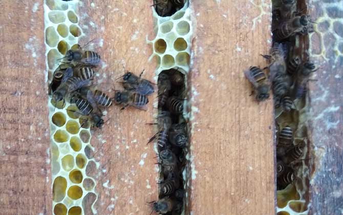 養中蜂最忌諱什么？這幾個毛病不改掉，永遠都養不好中蜂！