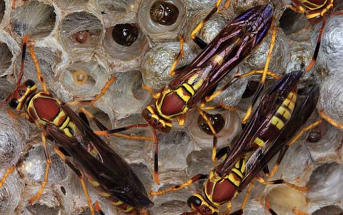 馬蜂報復的原理是什么？依靠信息素標記入侵者，并引導蜂群攻擊！