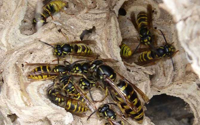 馬蜂蟄了幾個小時算安全？至少觀察24小時，無異常基本就安全了！