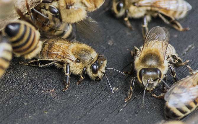 養(yǎng)蜂人一年收入怎么樣？純粹是靠天吃飯，年景不好甚至顆粒無收！