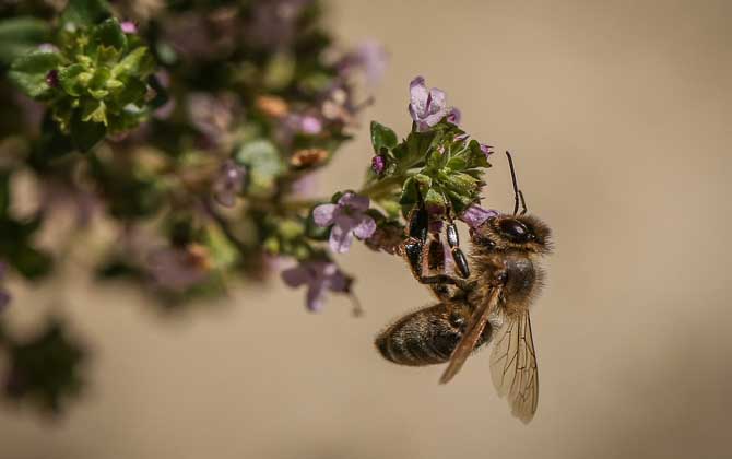 世界上十大最厲害的蜂，它們令人聞風喪膽，第一名已殺死上千人！