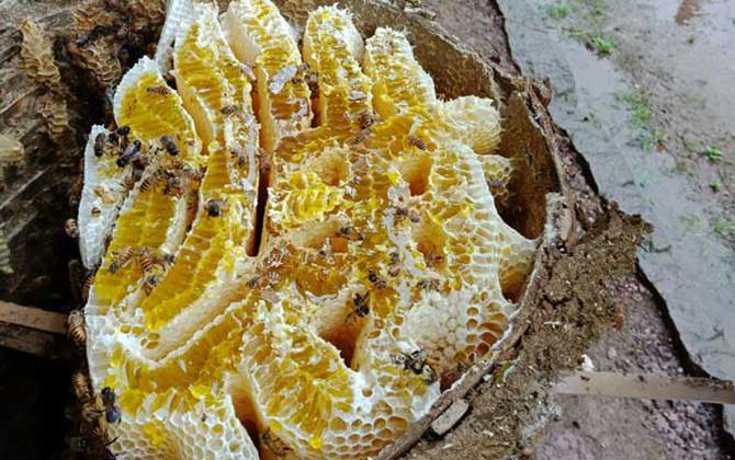 蜂巢熬水治好了鼻炎真的嗎？有一定的效果，但根治尚無依據(jù)！