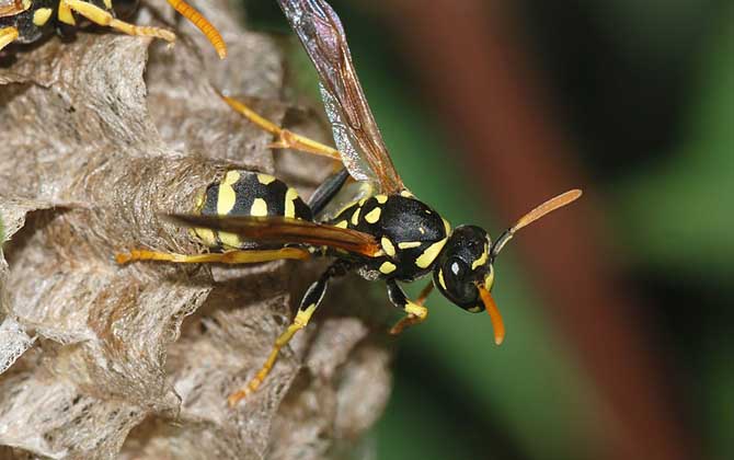 蜂房有壯陽的功效與作用嗎？有一定的效果，但尚未得到證實(shí)！