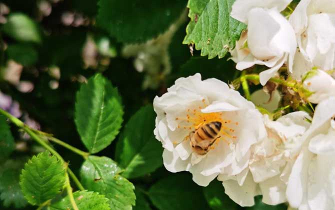 最簡單找山蜜蜂方法，學(xué)會這幾招，野生蜜蜂窩一找一個(gè)準(zhǔn)！