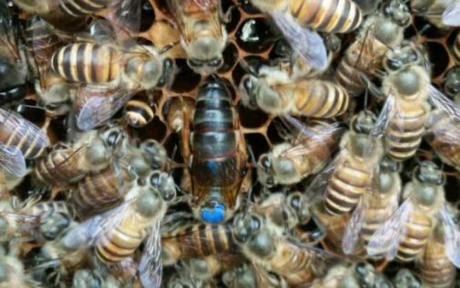 新收蜂群沒有蜂王怎么辦？