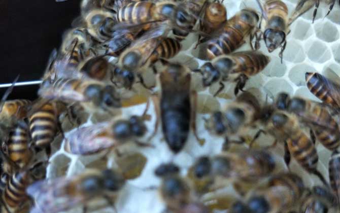 養蜂如何解除分蜂熱？