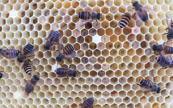 冬季飼喂蜜蜂有什么技巧？