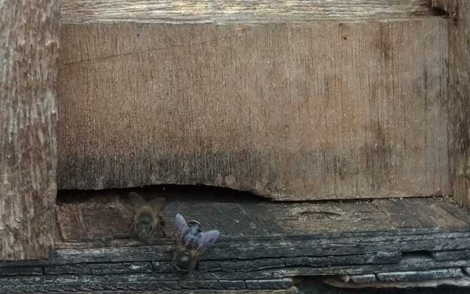 養蜜蜂怎么防止老鼠？