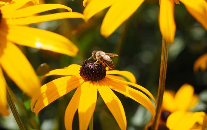 蜜蜂毒和馬蜂毒的區別