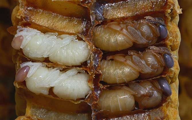 最新蜂蛹價格多少錢一斤？