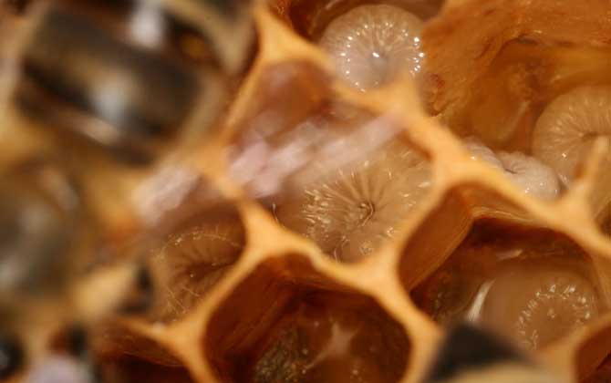 什么樣的人不能吃蜂蛹？