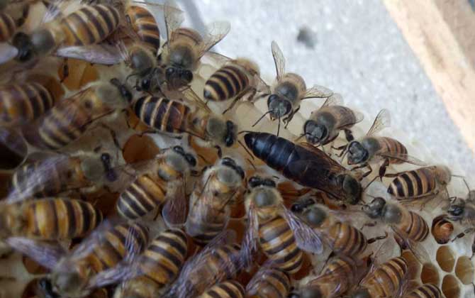 最新蜂王價格多少錢一只？