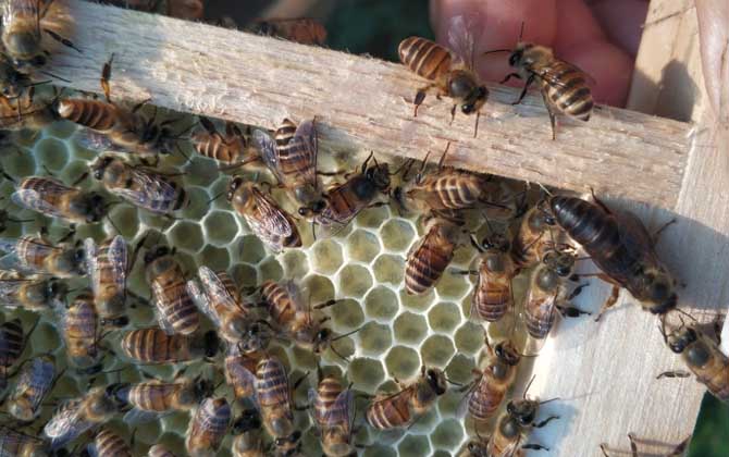 蜂群沒有蜂王會怎么樣？