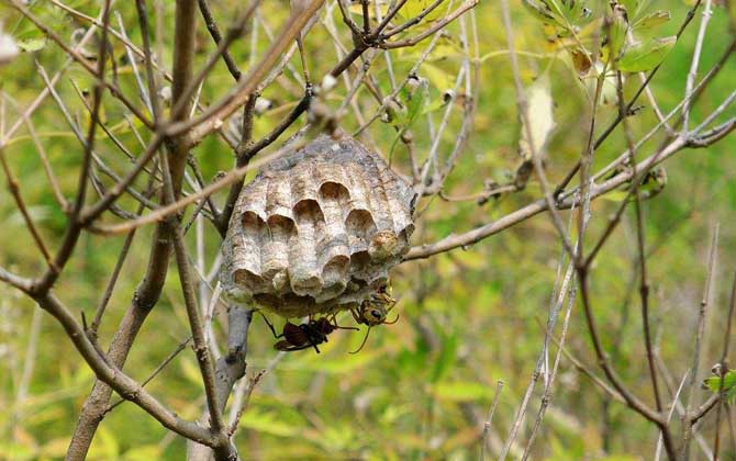 馬蜂窩價格多少錢一斤？
